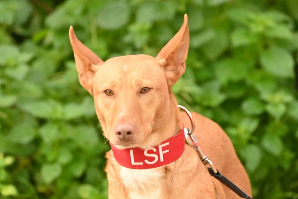 Bambi (F) Pod / Refuge de la FBM