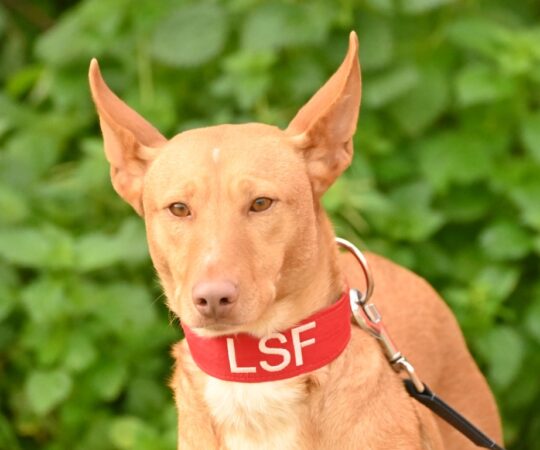 Bambi (F) Pod / Refuge de la FBM