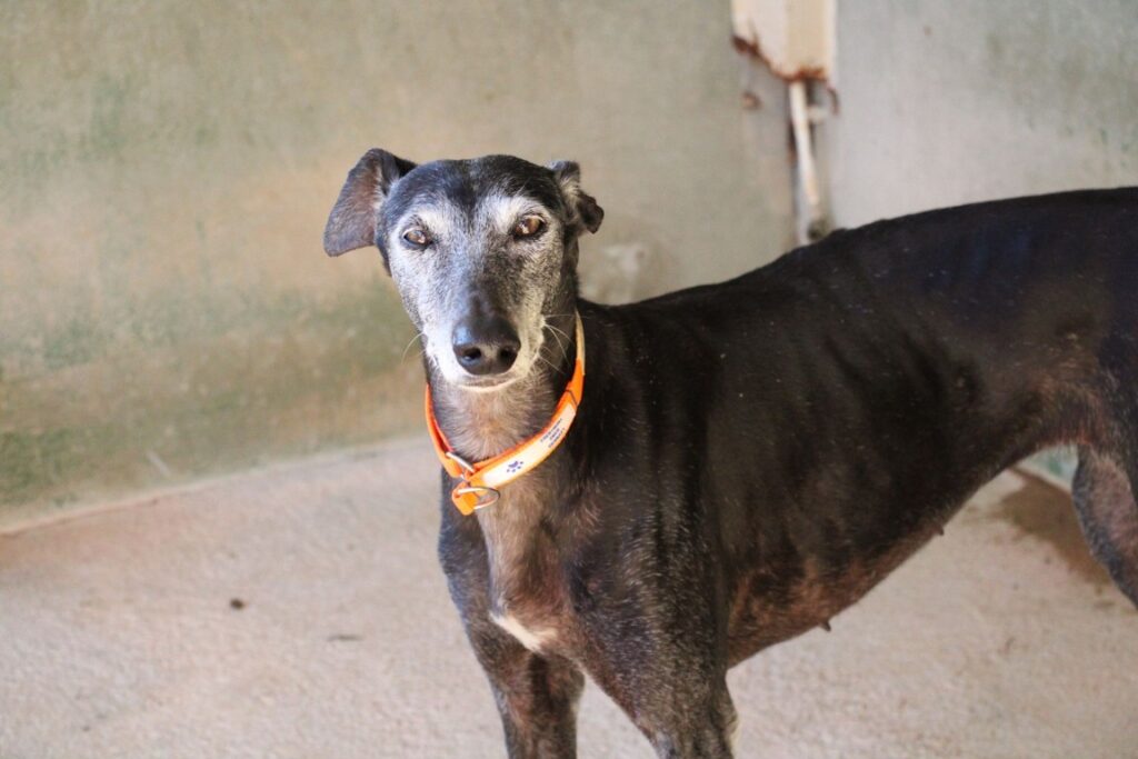 Capricho (F) Jeunior / Refuge de la FBM