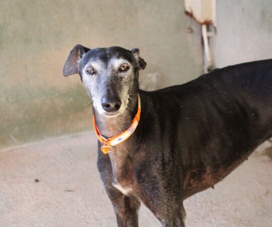 Capricho (F) Jeunior / Refuge de la FBM