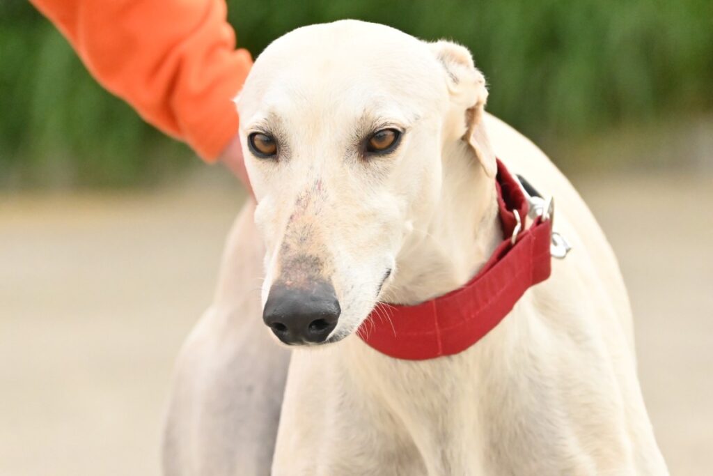 Chetos (M) Refuge de la FBM