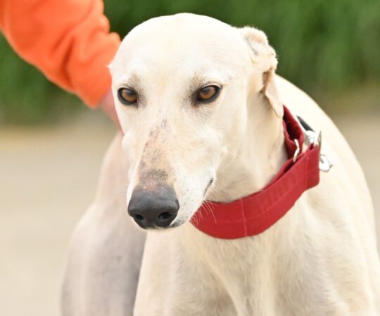 Chetos (M) Refuge de la FBM