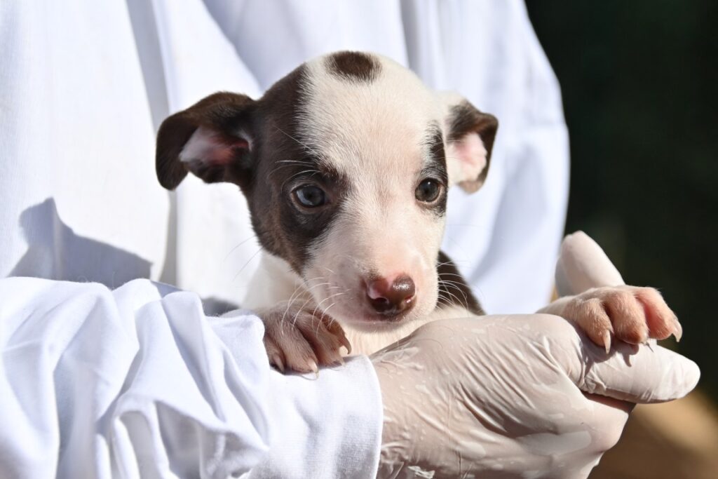 Alexie (F) Chiot  Pod / Refuge de la FBM Adopté