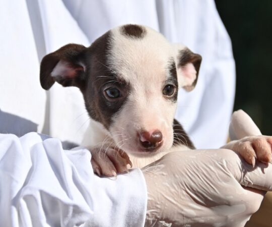 Alexie (F) Chiot  Pod / Refuge de la FBM Adopté
