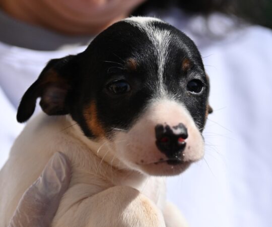 Eole (M) Chiot Pod / Refuge de la FBM