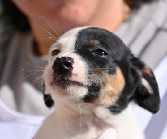 Julius (M) Chiot Pod / Refuge de la FBM