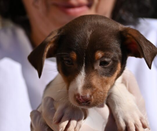 Martin (M) Chiot Pod / Refuge de la FBM