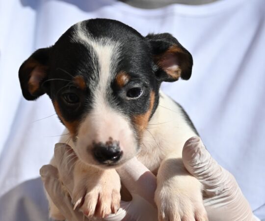 Zappa (M) Chiot Pod / Refuge de la FBM