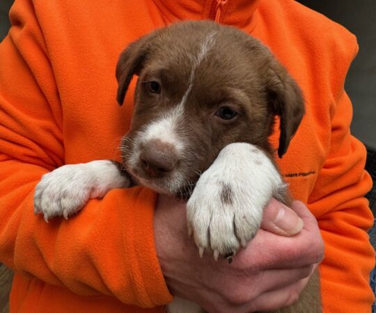 Chocolat (M) Chiot Mastin / Refuge de Tobarra