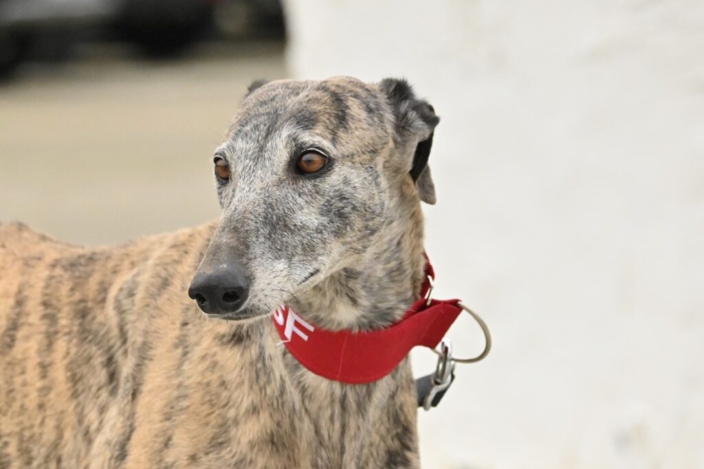 Clémence (F) Refuge de la FBM