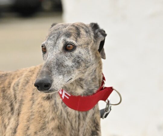 Clémence (F) Refuge de la FBM