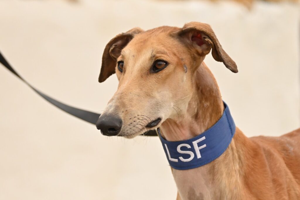 Condé (M) Refuge de la FBM