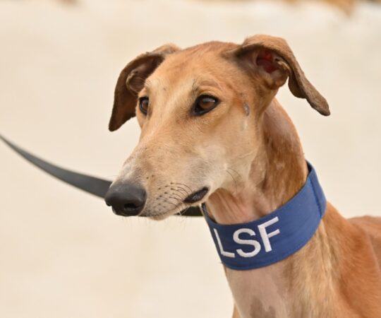 Condé (M) Refuge de la FBM