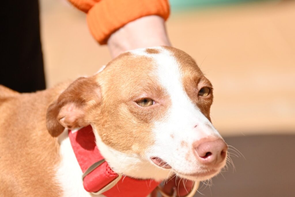 Dana (F) Podenca maneta / Refuge de la FBM Adoptée