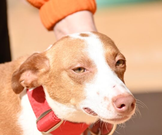 Dana (F) Podenca maneta / Refuge de la FBM Adoptée