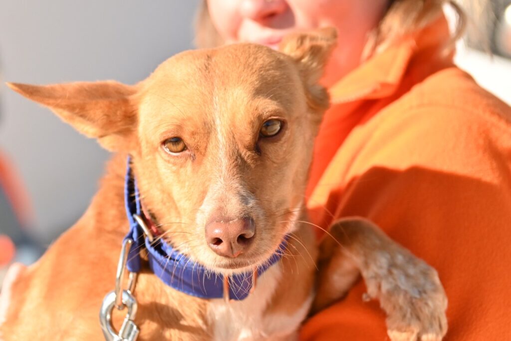 Dara (F) Pod / Refuge d&rsquo;Abyda