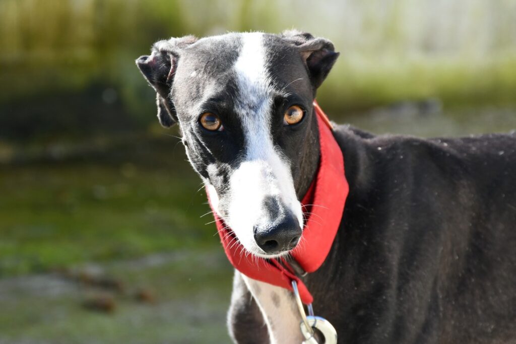 Daysy (F) Refuge d&rsquo;Ecija