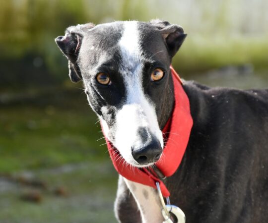 Daysy (F) Refuge d&rsquo;Ecija