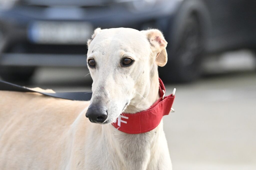 Diego (M) Refuge de la FBM