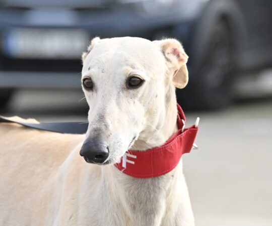 Diego (M) Refuge de la FBM