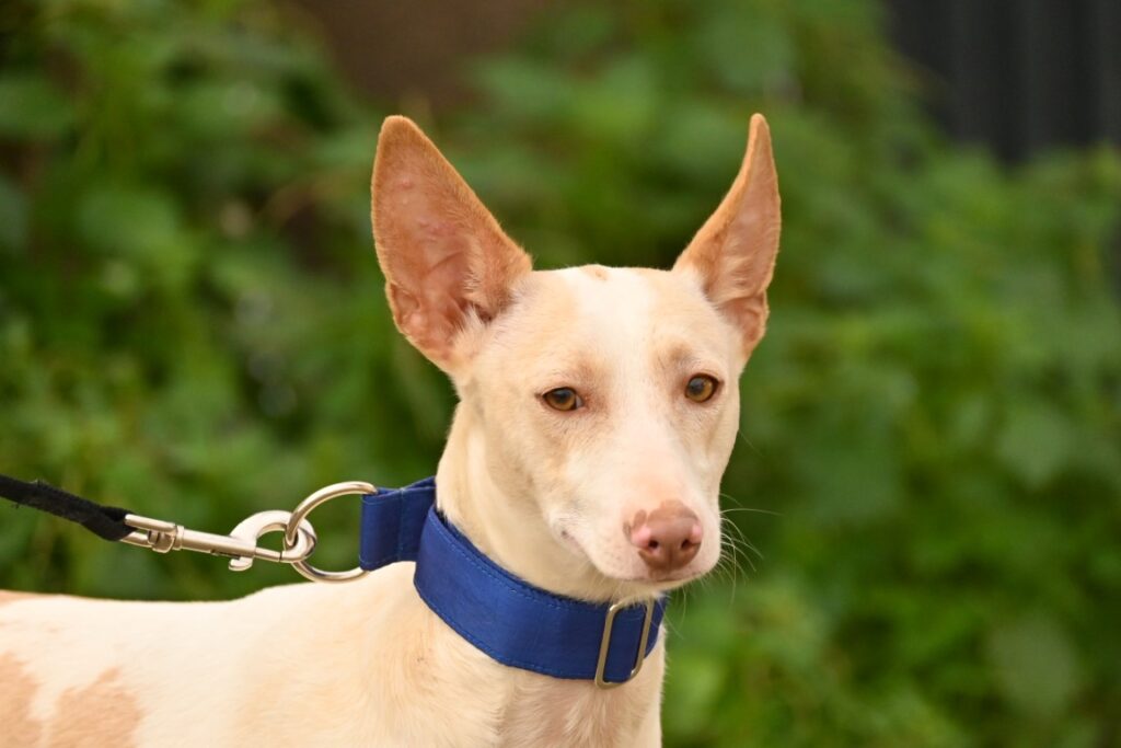 Dobby (M) Pod / Refuge de la FBM