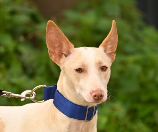 Dobby (M) Pod / Refuge de la FBM