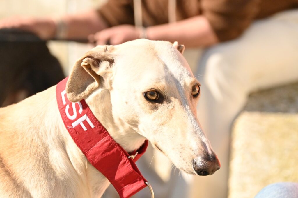 Donald (M) Refuge d&rsquo;Ecija