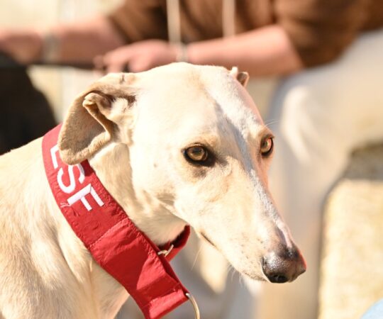 Donald (M) Refuge d&rsquo;Ecija