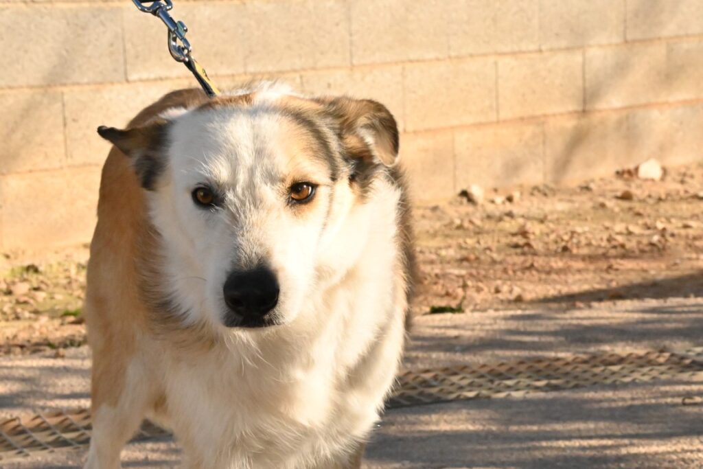 Duncan (M) Croisé / Depuis 2 ans au refuge de Tobarra
