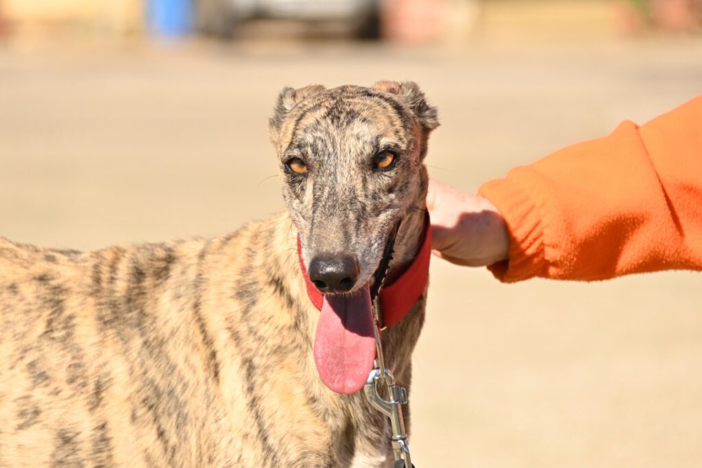 Dustin (M) Refuge de la FBM