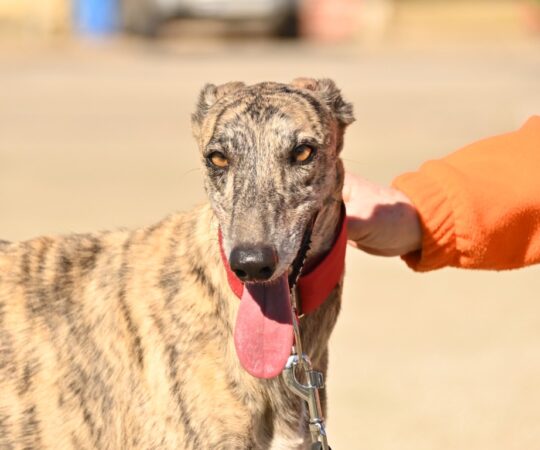 Dustin (M) Refuge de la FBM