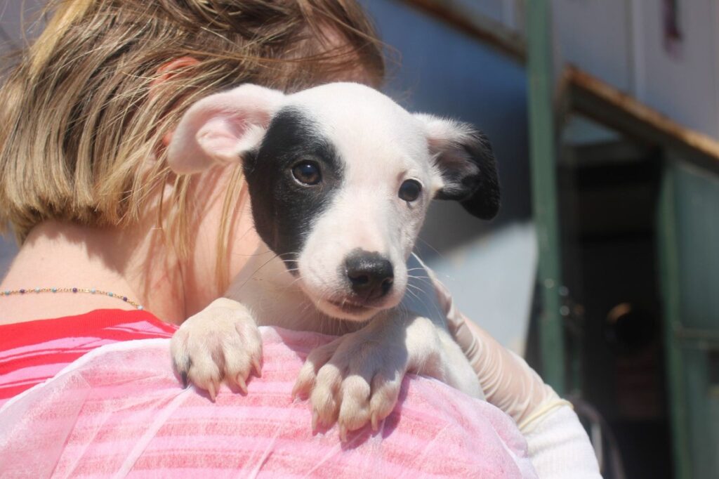 Elysia (F) Chiot Pod / Refuge de la FBM.