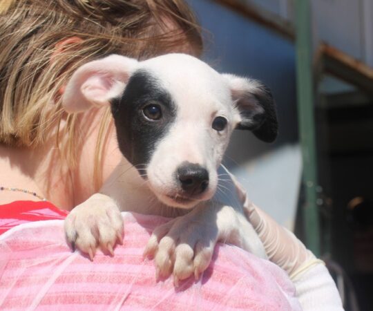 Elysia (F) Chiot Pod / Refuge de la FBM.