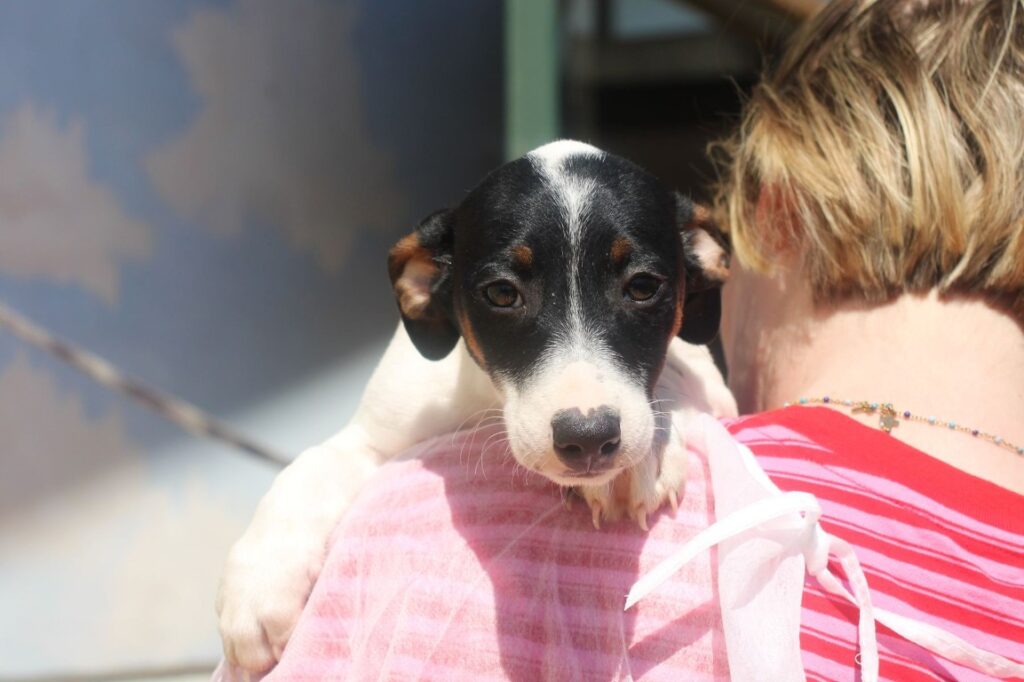 Eole (M) Chiot Pod / Refuge de la FBM