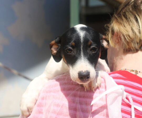 Eole (M) Chiot Pod / Refuge de la FBM