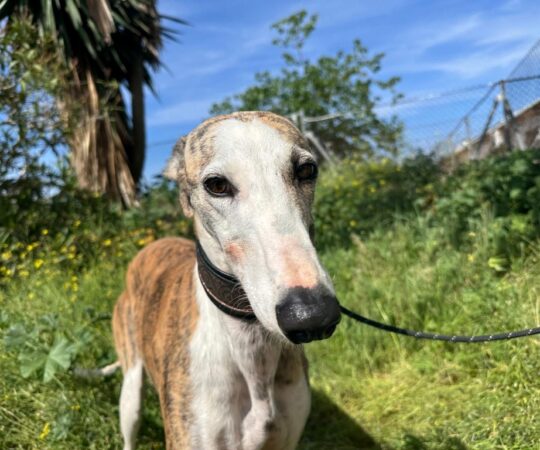 Estrella (F) Refuge de Carmona