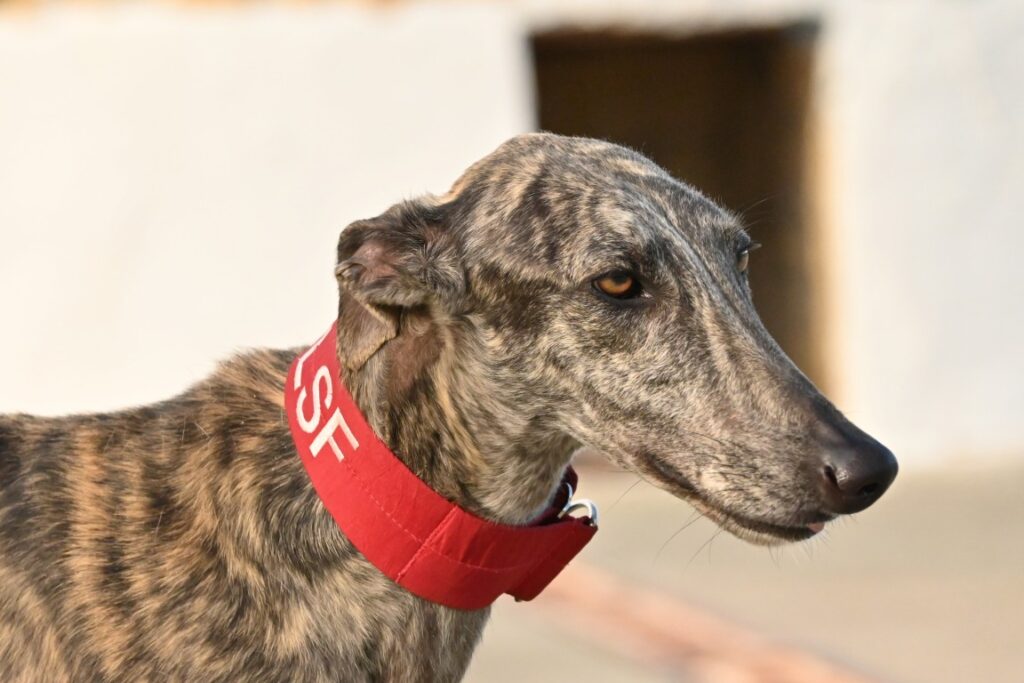 Facundo (M) Refuge de la FBM