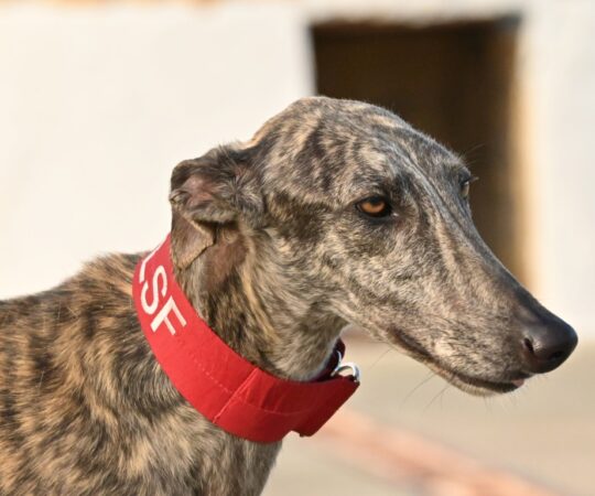 Facundo (M) Refuge de la FBM