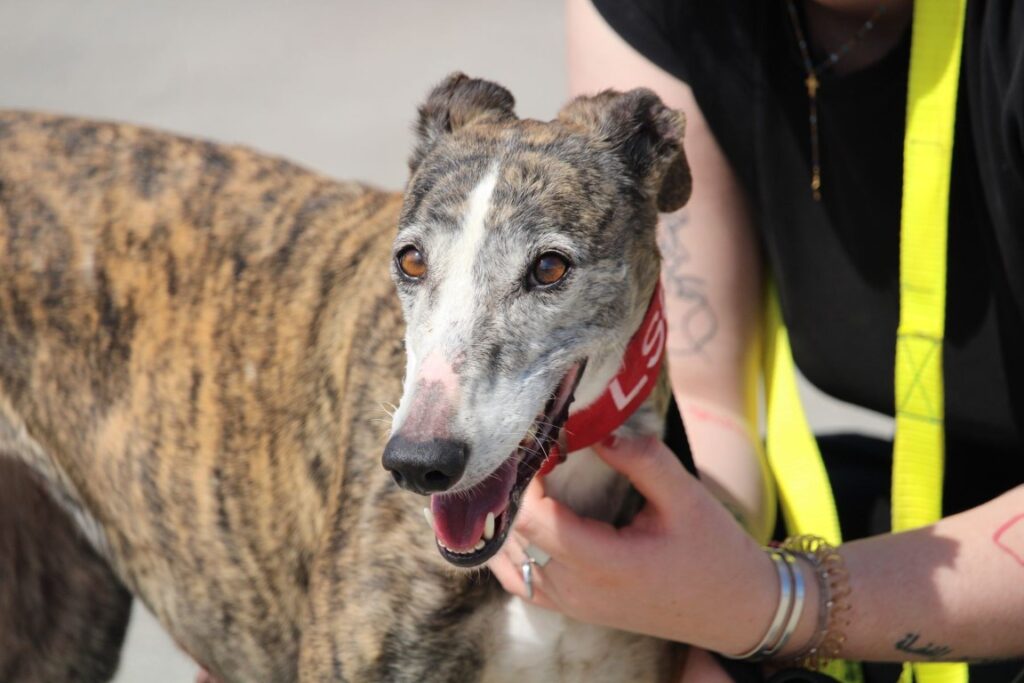 Felicia (M) Refuge de la FBM