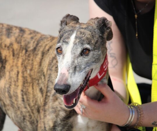 Felicia (F) Refuge de la FBM