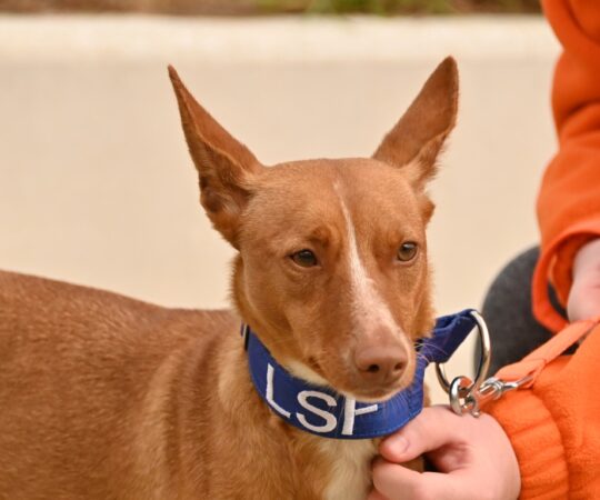 Flora (F) Pod / Refuge de la FBM