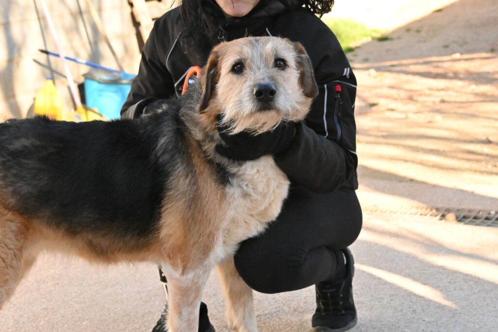 Fly (F) Croisée/ Senior / Depuis 9 ans au refuge de Tobarra