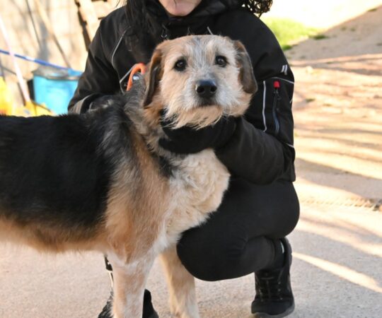 Fly (F) Croisée/ Senior / Depuis 9 ans au refuge de Tobarra