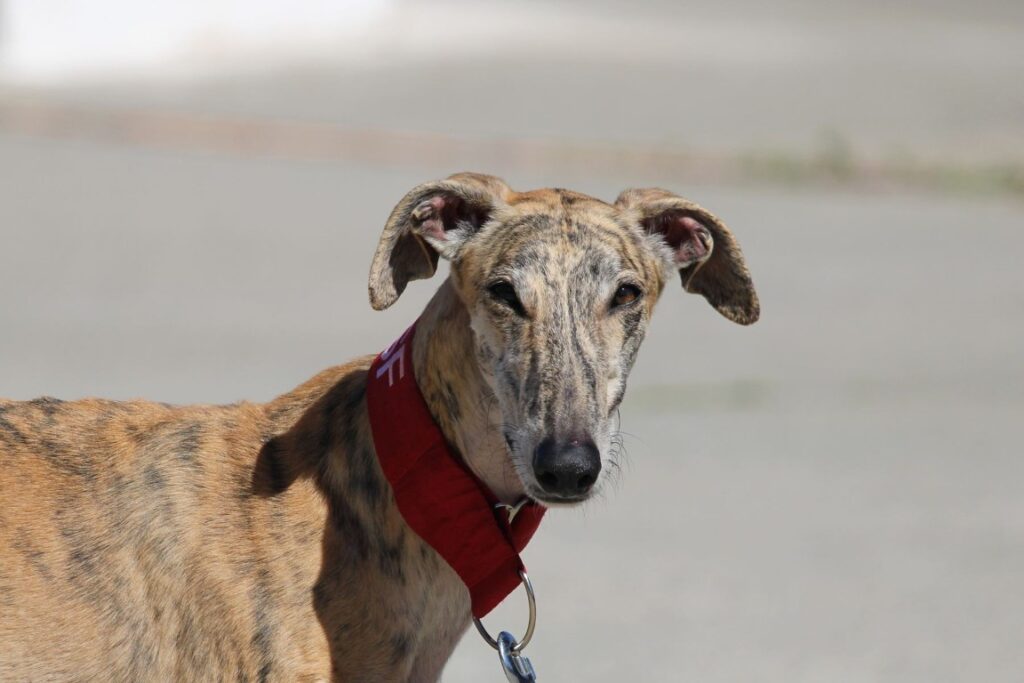 Fuego (M) Refuge de la FBM Adopté