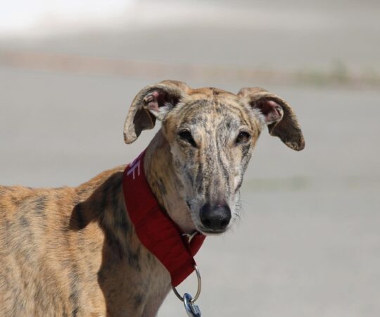 Fuego (M) Refuge de la FBM Adopté