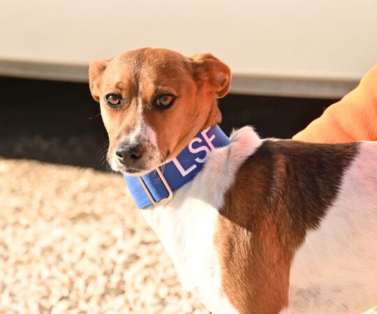 Galleta (F) Pod / Refuge d&rsquo;Abyda