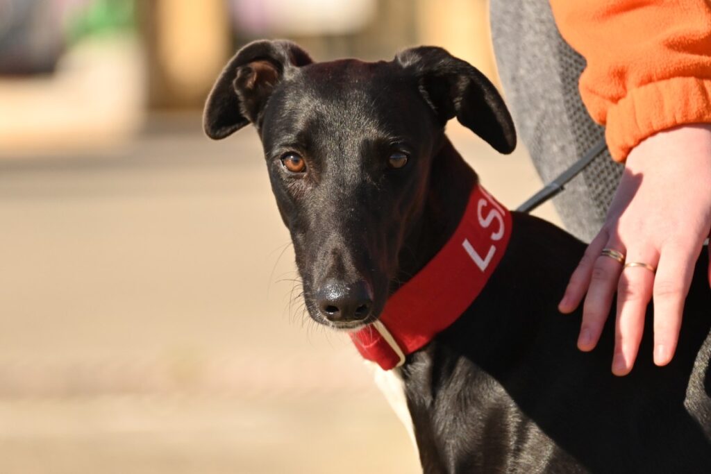 Galo (M) Refuge de la FBM Adopté