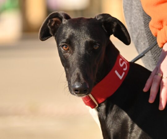 Galo (M) Refuge de la FBM Adopté