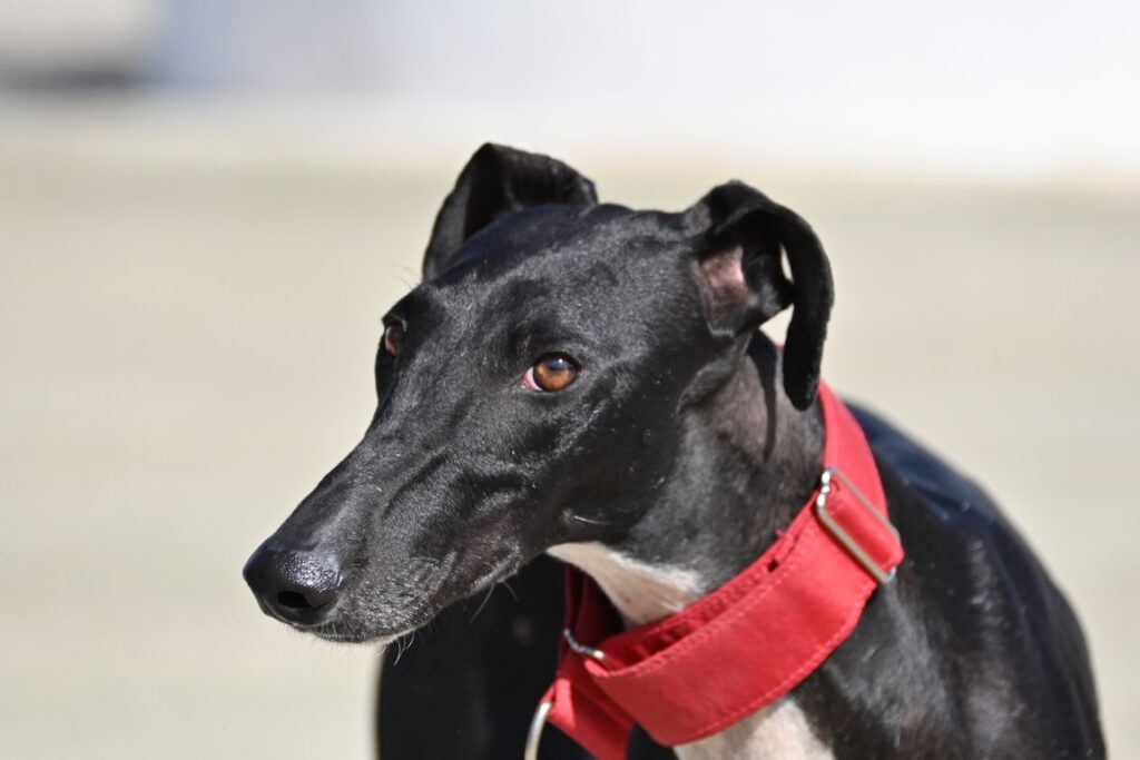 Gema (F) Refuge de la FBM