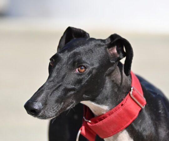 Gema (F) Refuge de la FBM